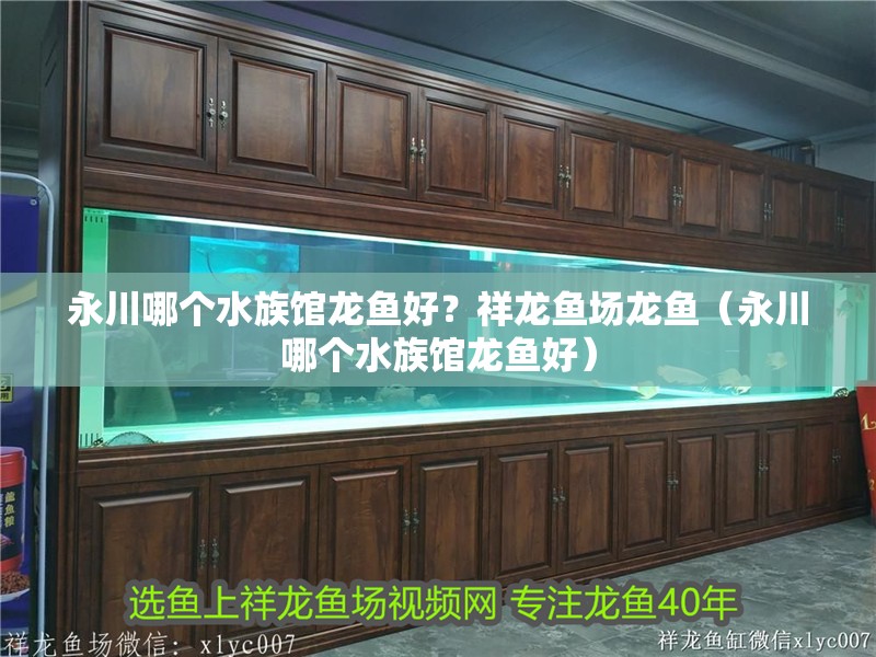 永川哪個水族館龍魚好？祥龍魚場龍魚（永川哪個水族館龍魚好）