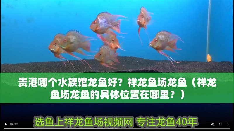 貴港哪個水族館龍魚好？祥龍魚場龍魚（祥龍魚場龍魚的具體位置在哪里？）