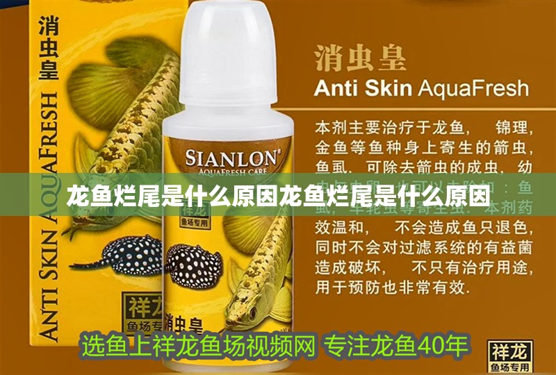 龍魚爛尾是什么原因龍魚爛尾是什么原因