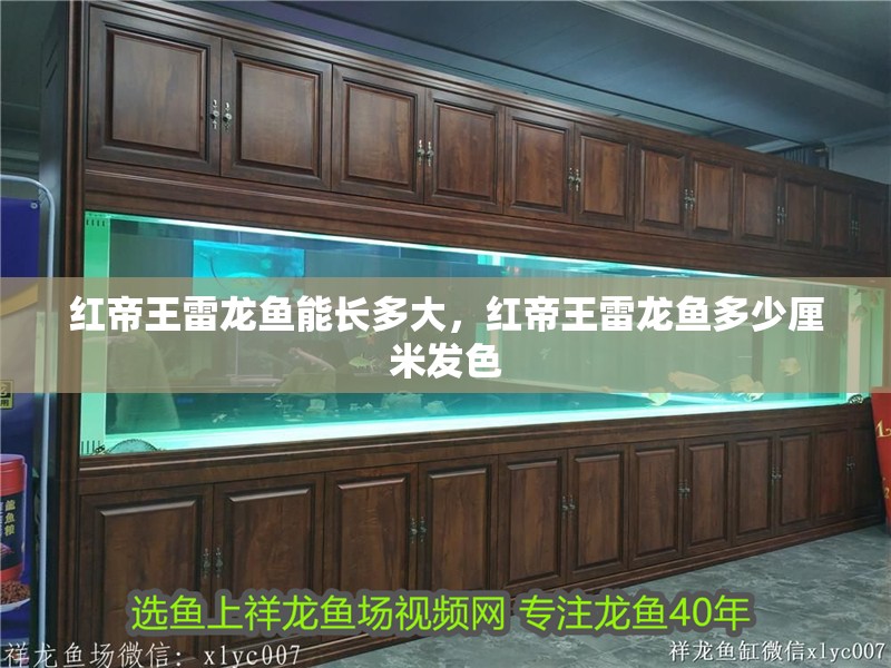 紅帝王雷龍魚能長多大，紅帝王雷龍魚多少厘米發色