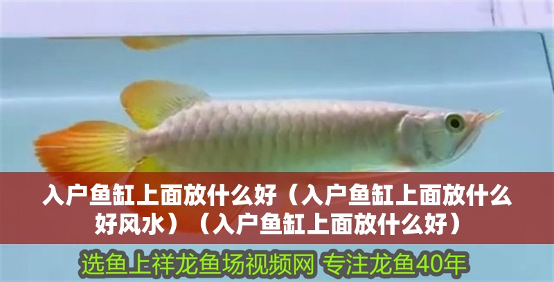 入戶魚缸上面放什么好（入戶魚缸上面放什么好風(fēng)水）（入戶魚缸上面放什么好）
