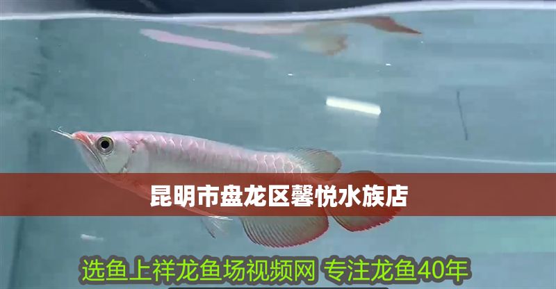 昆明市盤龍區馨悅水族店