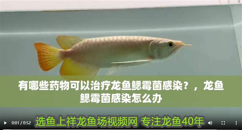 有哪些藥物可以治療龍魚鰓霉菌感染？，龍魚鰓霉菌感染怎么辦