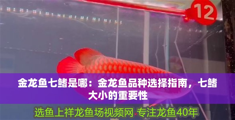 金龍魚七鰭是哪：金龍魚品種選擇指南，七鰭大小的重要性