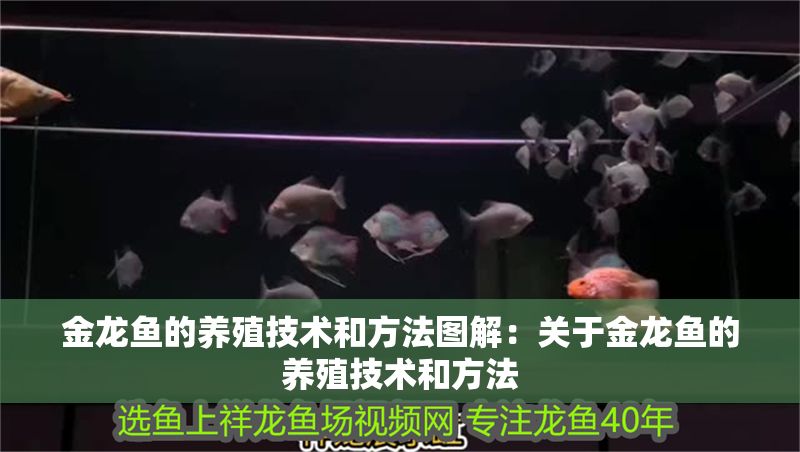 金龍魚的養殖技術和方法圖解：關于金龍魚的養殖技術和方法