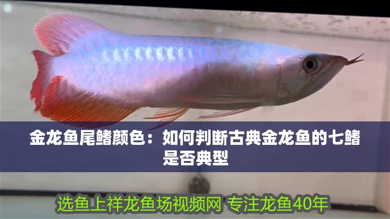 金龍魚尾鰭顏色：如何判斷古典金龍魚的七鰭是否典型
