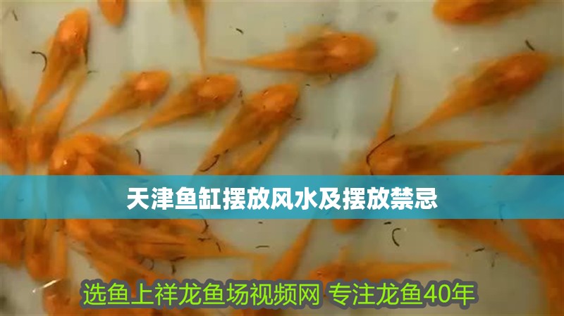 天津魚缸擺放風水及擺放禁忌