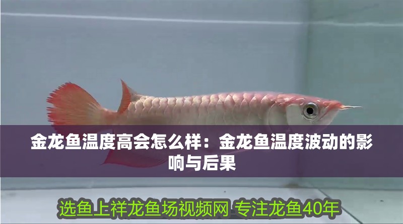 金龍魚溫度高會怎么樣：金龍魚溫度波動的影響與后果