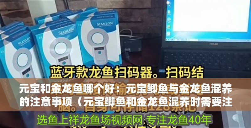 元寶和金龍魚哪個(gè)好：元寶鯽魚與金龍魚混養(yǎng)的注意事項(xiàng)（元寶鯽魚和金龍魚混養(yǎng)時(shí)需要注意的事項(xiàng)）