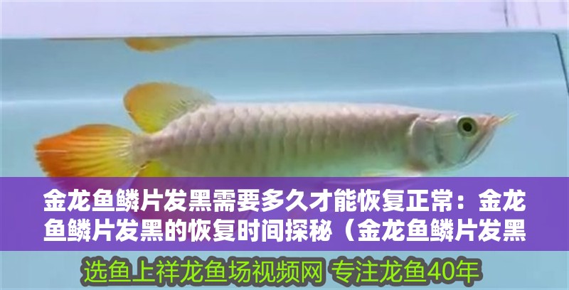 金龍魚(yú)鱗片發(fā)黑需要多久才能恢復(fù)正常：金龍魚(yú)鱗片發(fā)黑的恢復(fù)時(shí)間探秘（金龍魚(yú)鱗片發(fā)黑怎么辦）