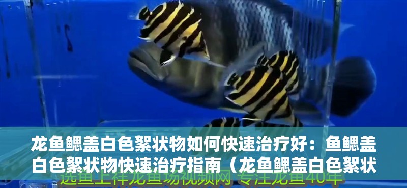 龍魚鰓蓋白色絮狀物如何快速治療好：魚鰓蓋白色絮狀物快速治療指南（龍魚鰓蓋白色絮狀物快速有效治療龍魚鰓蓋白色絮狀物）