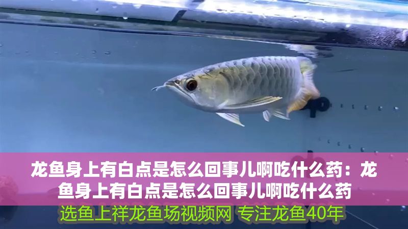 龍魚身上有白點是怎么回事兒啊吃什么藥：龍魚身上有白點是怎么回事兒啊吃什么藥