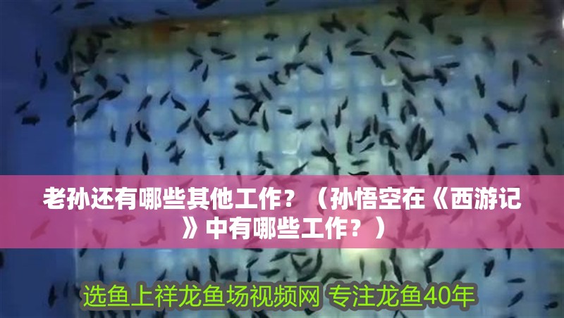 老孫還有哪些其他工作？（孫悟空在《西游記》中有哪些工作？）