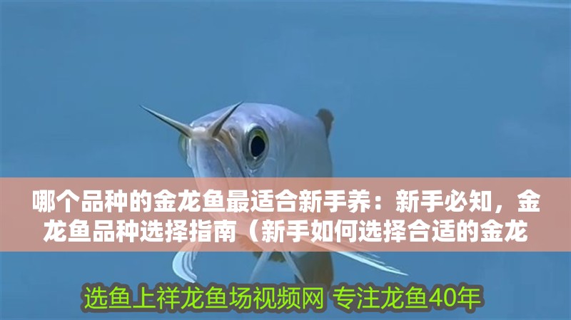 哪個品種的金龍魚最適合新手養：新手必知，金龍魚品種選擇指南（新手如何選擇合適的金龍魚品種）