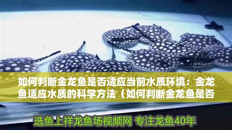 如何判斷金龍魚是否適應(yīng)當(dāng)前水質(zhì)環(huán)境：金龍魚適應(yīng)水質(zhì)的科學(xué)方法（如何判斷金龍魚是否適應(yīng)當(dāng)前水質(zhì)）