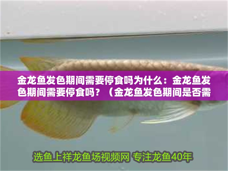 金龍魚發色期間需要停食嗎為什么：金龍魚發色期間需要停食嗎？（金龍魚發色期間是否需要停食，）