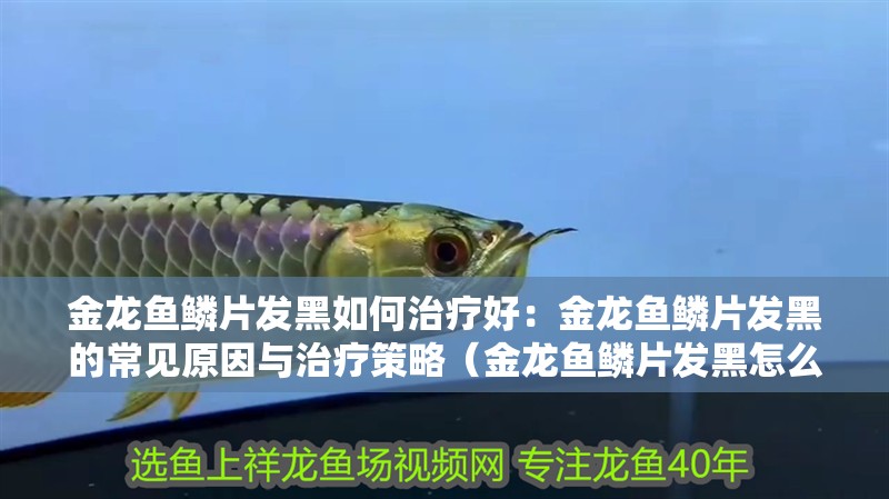 金龍魚鱗片發(fā)黑如何治療好：金龍魚鱗片發(fā)黑的常見原因與治療策略（金龍魚鱗片發(fā)黑怎么辦）