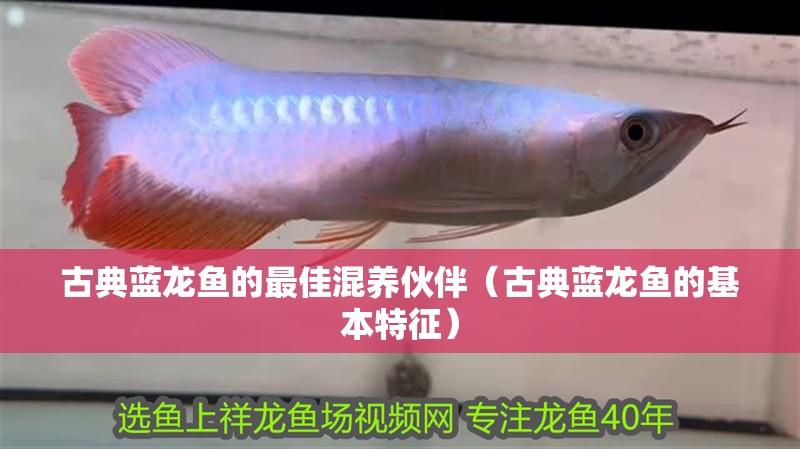 古典藍龍魚的最佳混養伙伴（古典藍龍魚的基本特征）