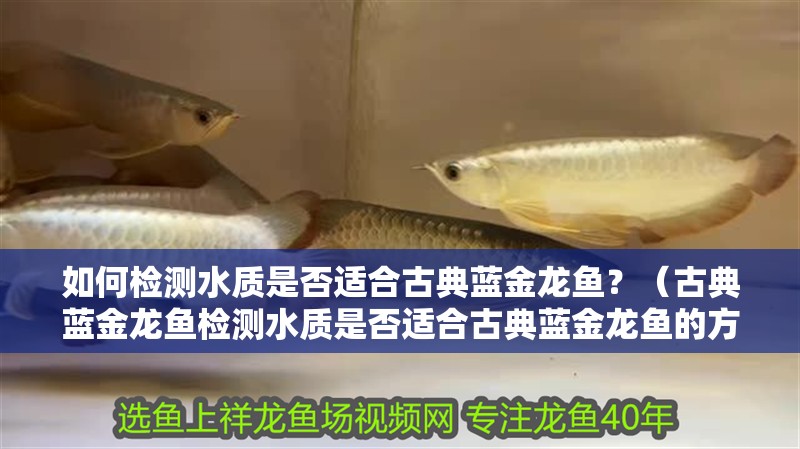 如何檢測水質是否適合古典藍金龍魚？（古典藍金龍魚檢測水質是否適合古典藍金龍魚的方法）