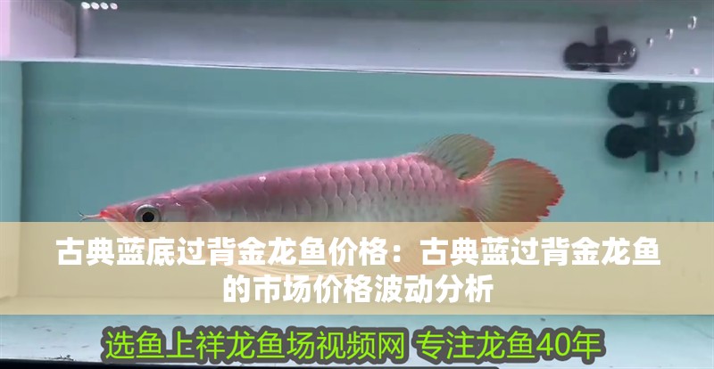 古典藍(lán)底過(guò)背金龍魚(yú)價(jià)格：古典藍(lán)過(guò)背金龍魚(yú)的市場(chǎng)價(jià)格波動(dòng)分析