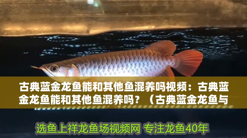 古典藍(lán)金龍魚能和其他魚混養(yǎng)嗎視頻：古典藍(lán)金龍魚能和其他魚混養(yǎng)嗎？（古典藍(lán)金龍魚與其他魚類混養(yǎng)時需要考慮哪些因素，需要考慮哪些因素）