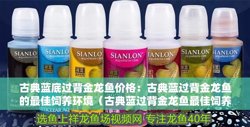 古典藍底過背金龍魚價格：古典藍過背金龍魚的最佳飼養環境（古典藍過背金龍魚最佳飼養環境）