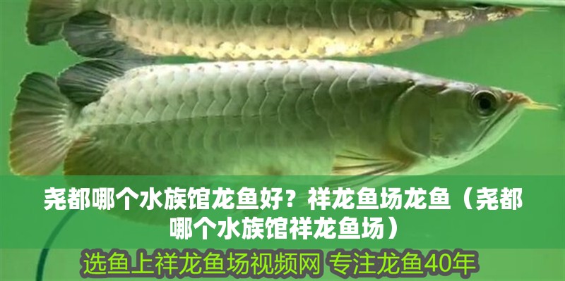 堯都哪個(gè)水族館龍魚好？祥龍魚場(chǎng)龍魚（堯都哪個(gè)水族館祥龍魚場(chǎng)）