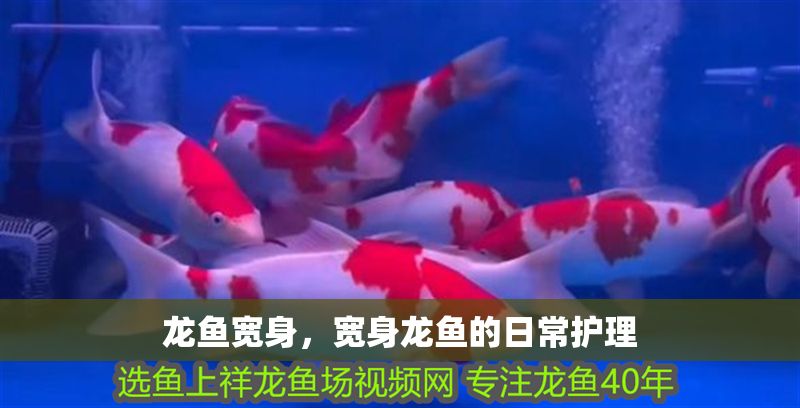龍魚寬身，寬身龍魚的日常護理