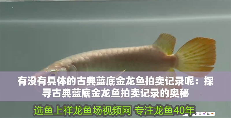有沒有具體的古典藍底金龍魚拍賣記錄呢：探尋古典藍底金龍魚拍賣記錄的奧秘