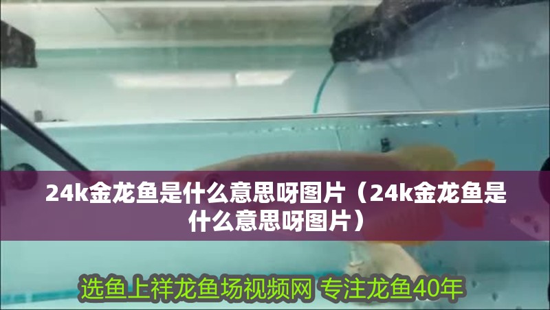 24k金龍魚是什么意思呀圖片（24k金龍魚是什么意思呀圖片）