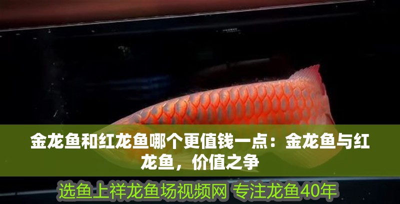 金龍魚和紅龍魚哪個更值錢一點：金龍魚與紅龍魚，價值之爭