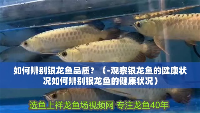 如何辨別銀龍魚品質？（-觀察銀龍魚的健康狀況如何辨別銀龍魚的健康狀況）