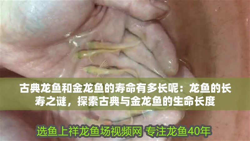 古典龍魚和金龍魚的壽命有多長呢：龍魚的長壽之謎，探索古典與金龍魚的生命長度