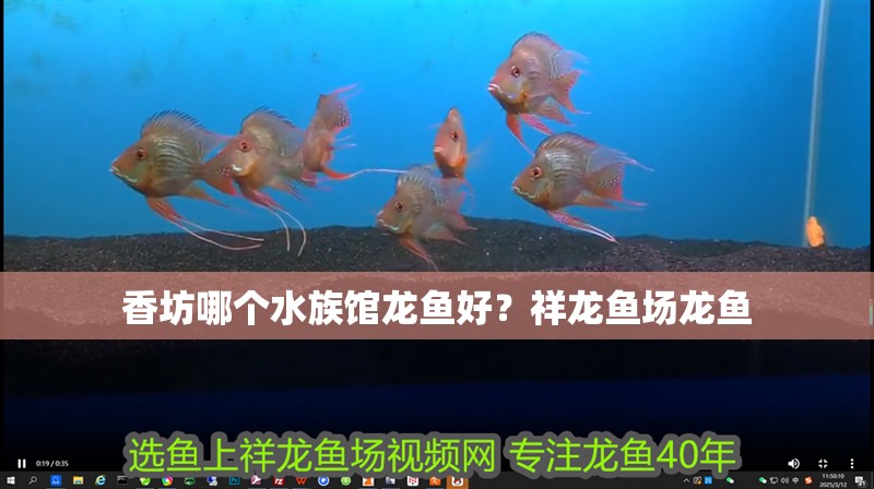 香坊哪個水族館龍魚好？祥龍魚場龍魚