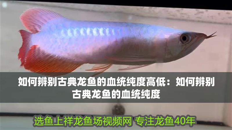 如何辨別古典龍魚的血統(tǒng)純度高低：如何辨別古典龍魚的血統(tǒng)純度
