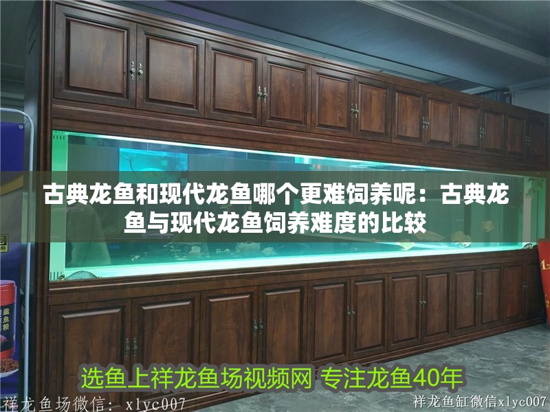 古典龍魚和現代龍魚哪個更難飼養呢：古典龍魚與現代龍魚飼養難度的比較