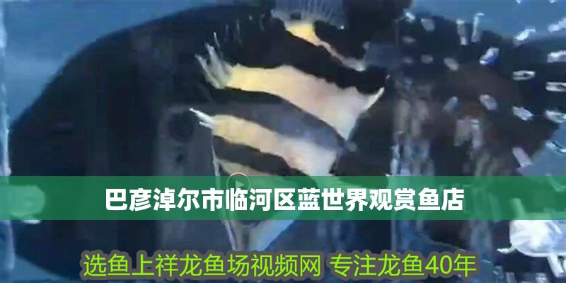 巴彥淖爾市臨河區(qū)藍世界觀賞魚店