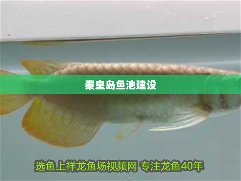 我的虎魚真菌感染了要怎么處理 秦皇島魚池建設 觀賞魚百科 秦皇島魚池建設 秦皇島魚池建設 觀賞魚百科