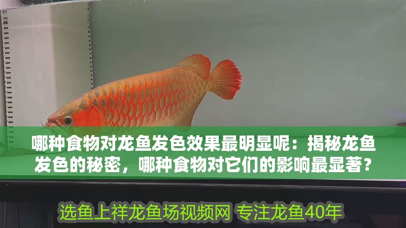 哪種食物對龍魚發色效果最明顯呢：揭秘龍魚發色的秘密，哪種食物對它們的影響最顯著？