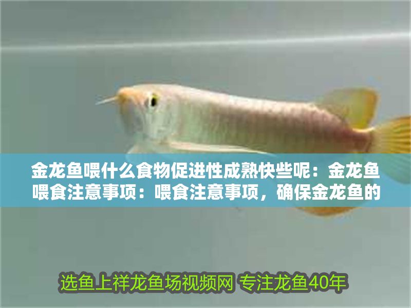 金龍魚喂什么食物促進性成熟快些呢：金龍魚喂食注意事項：喂食注意事項，確保金龍魚的性成熟