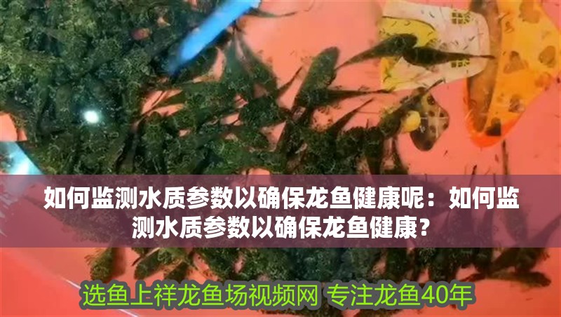如何監測水質參數以確保龍魚健康呢：如何監測水質參數以確保龍魚健康？