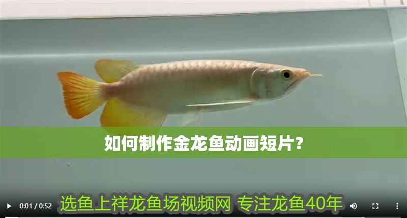 如何制作金龍魚動畫短片？ 如何制作金龍魚動畫短片？ 龍魚百科