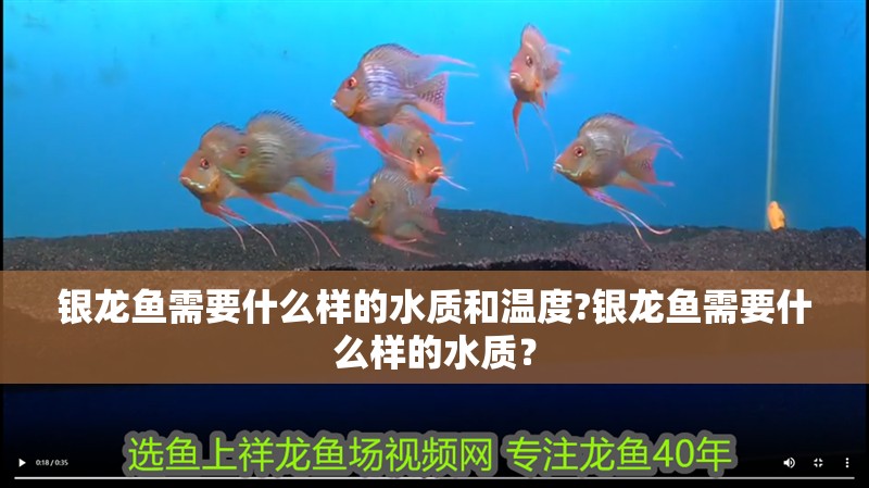銀龍魚需要什么樣的水質和溫度?銀龍魚需要什么樣的水質？