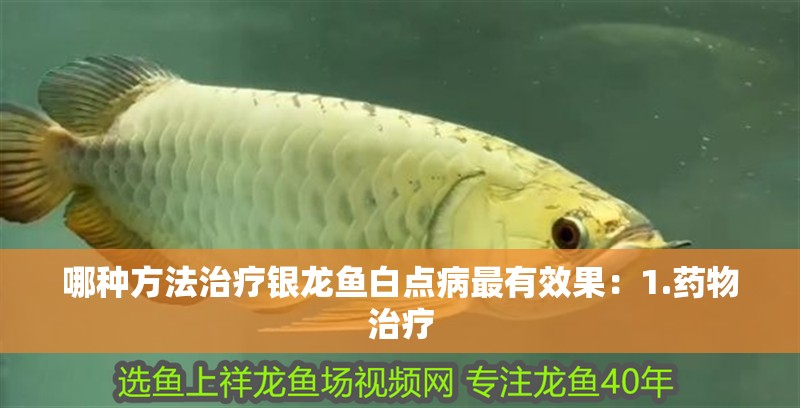哪種方法治療銀龍魚白點病最有效果：1.藥物治療