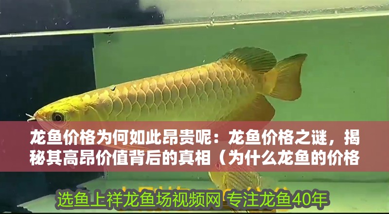 龍魚價格為何如此昂貴呢：龍魚價格之謎，揭秘其高昂價值背后的真相（為什么龍魚的價格那么昂貴？）