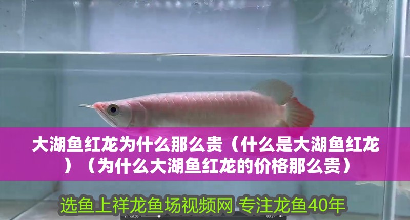 大湖魚紅龍為什么那么貴（什么是大湖魚紅龍）（為什么大湖魚紅龍的價格那么貴）