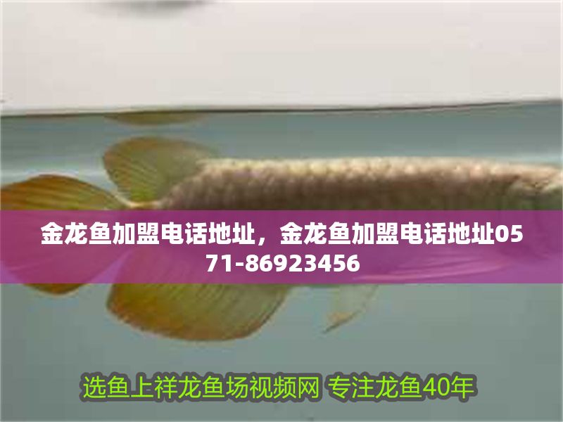 金龍魚加盟電話地址,金龍魚加盟電話地址0571-86923456 龍魚百科 第2張 金龍魚加盟電話地址,金龍魚加盟電話地址0571-86923456 金龍魚加盟電話地址,金龍魚加盟電話地址0571-86923456 龍魚百科 第2張