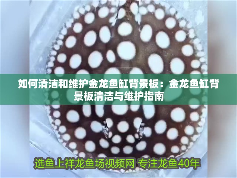 如何清潔和維護(hù)金龍魚(yú)缸背景板：金龍魚(yú)缸背景板清潔與維護(hù)指南