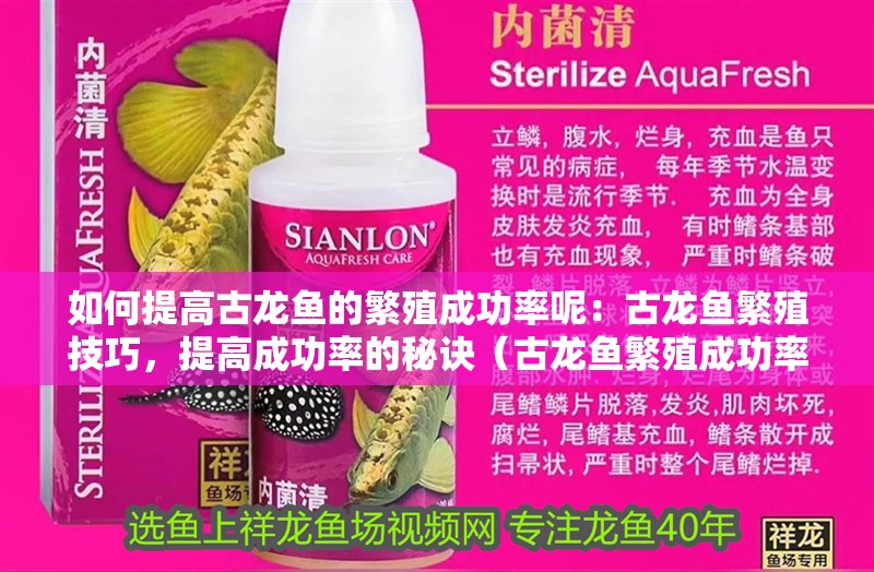 如何提高古龍魚的繁殖成功率呢：古龍魚繁殖技巧，提高成功率的秘訣（古龍魚繁殖成功率提高古龍魚繁殖成功率的秘訣和技巧）