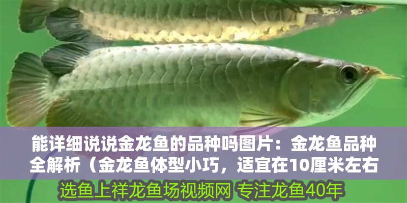 能詳細說說金龍魚的品種嗎圖片：金龍魚品種全解析（金龍魚體型小巧，適宜在10厘米左右的金龍魚體型小巧）